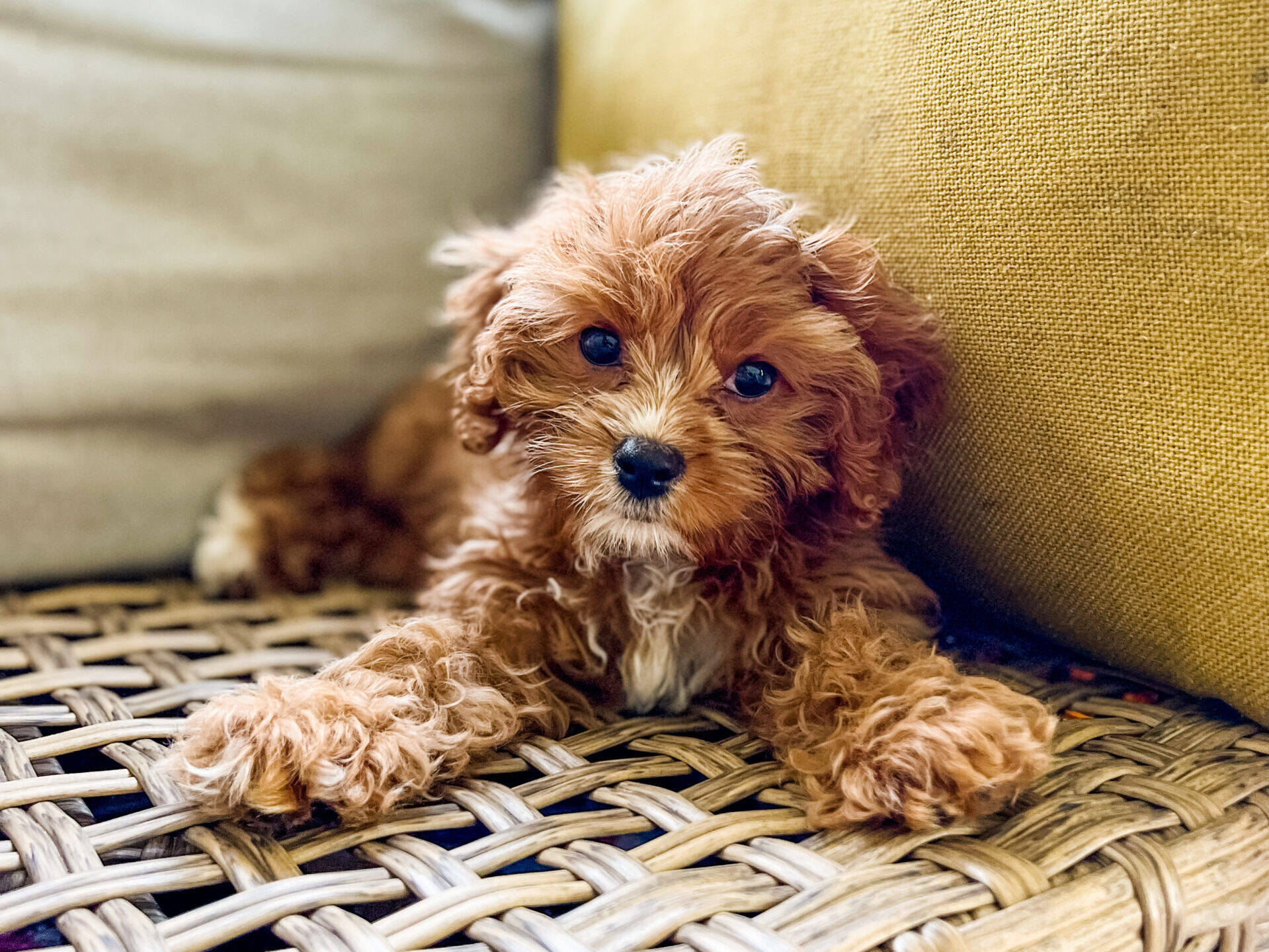 Ruby red Cavapoo 